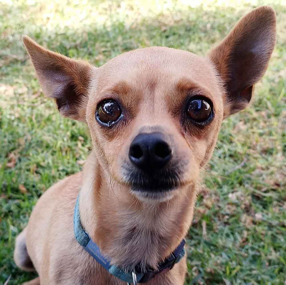 chihuahua rehoming