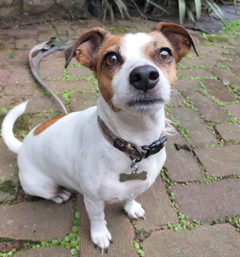 jack-russell rehoming