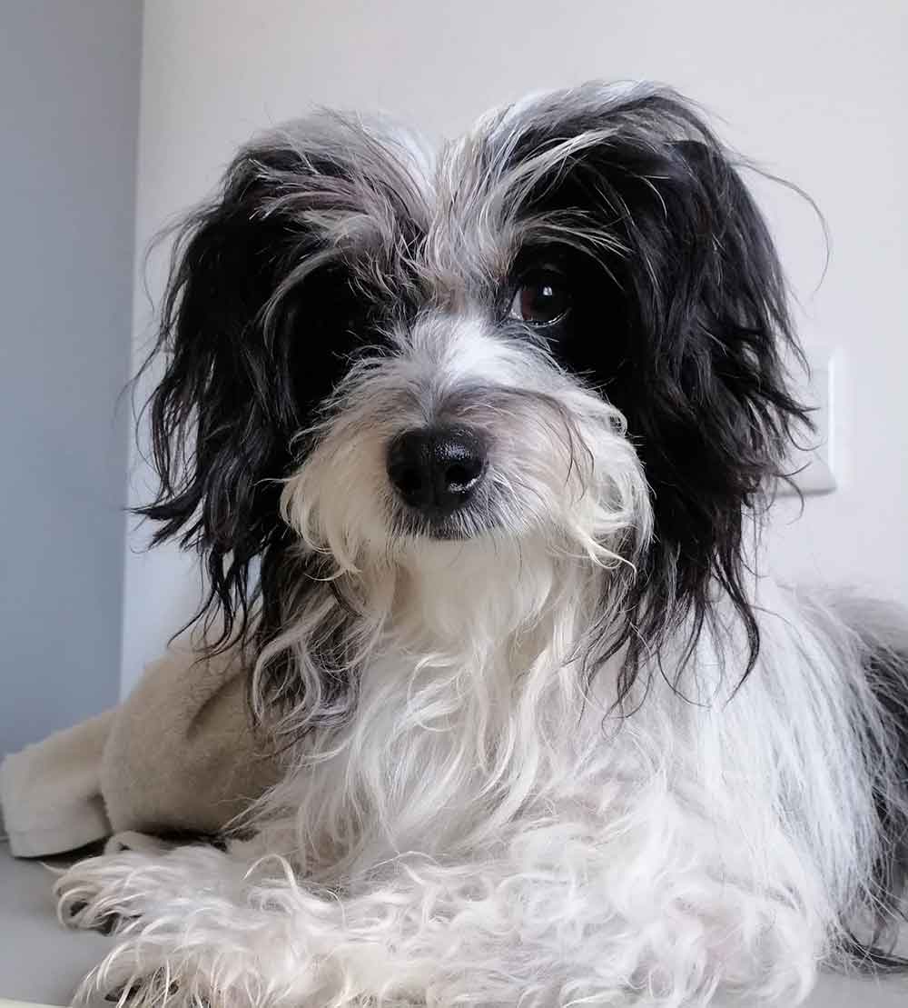 maltese rehoming