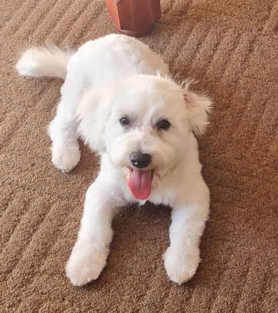 miniature-poodle rehoming