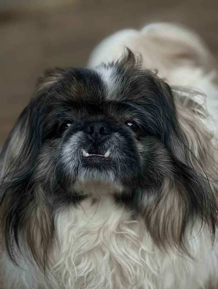 pekingese rehoming