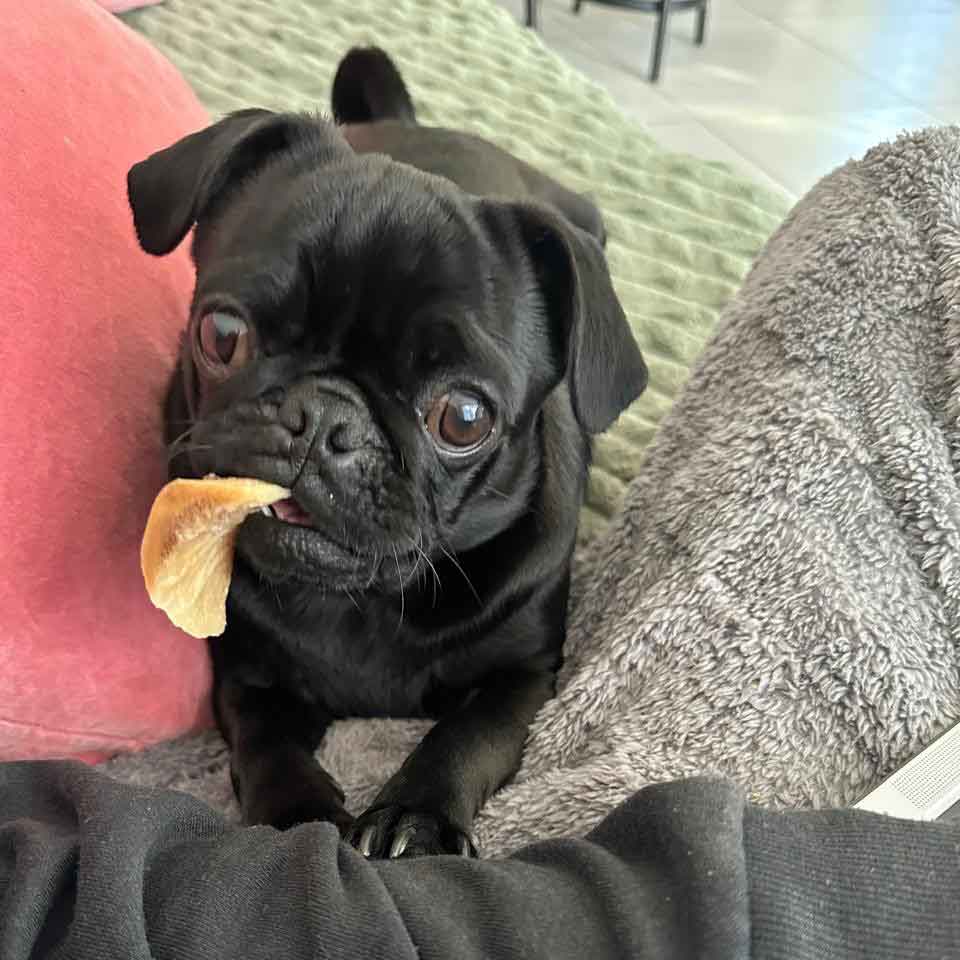pug rehoming