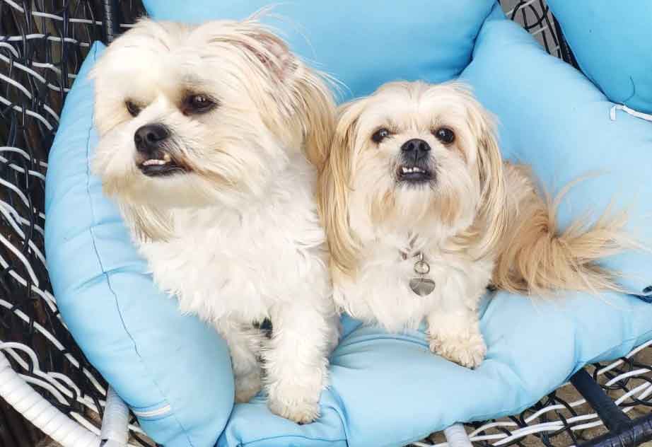 shih-tzu rehoming
