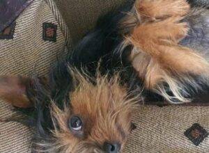 Boomer is a 3-year-old Yorkie Doberman Pinscher cross
who loves to cuddle and be close to people in general