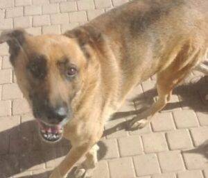 Adopt  Caesar is a sweet 9 year old German Shepherd