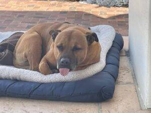 Adopt Female Staffy looking for a home