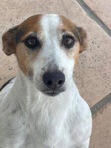 Adopt a small dog Oscar, Jack Russell