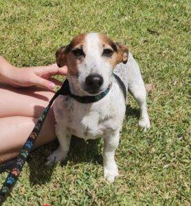 Adopt a small dog Oscar, Jack Russell