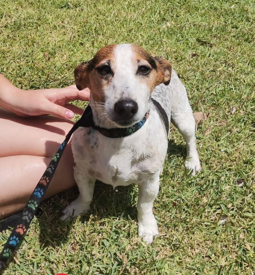 #017 ALREADY ADOPTED – Western Cape, Cape Town – Adopt a small dog Oscar, Jack Russell
