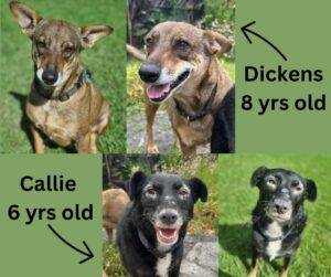 Adopt a dog: Callie & Dickens