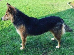 Luna 20Husky 20x 20Border 20Collie 20 1