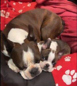 Adopt Boston Terrier Skye & Zoey