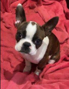 Adopt Boston Terrier adopt a dog