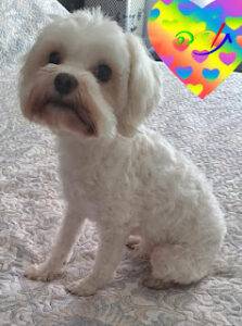 #034 - ALREADY HOMED - Gauteng, Northriding - Adopt a dog Tessa female Maltese 1 Adopt a dog Tessa female Maltese