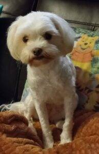 #034 - ALREADY HOMED - Gauteng, Northriding - Adopt a dog Tessa female Maltese 4 Adopt a dog Tessa female Maltese