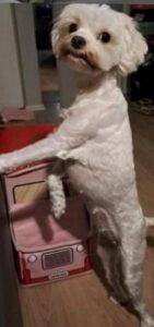 #034 - ALREADY HOMED - Gauteng, Northriding - Adopt a dog Tessa female Maltese 2 Adopt a dog Tessa female Maltese