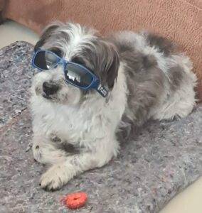 Adopt a dog Hero male Maltese