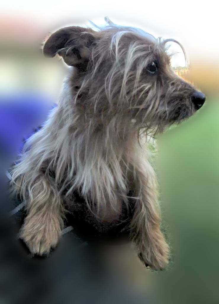 #037 ALREADY ADOPTED – Gauteng, Kempton Park – Adopt a dog Frosty male Yorkie