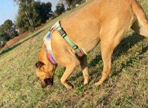 Lola 20 20Africanis 20 1