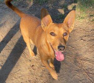 Peanut 20Jackshund 20 4