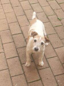 female Jack Russel adopt a dog today
