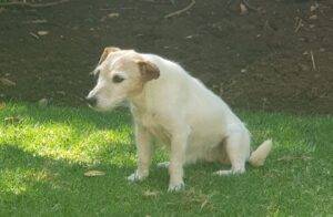 adopt a dog, female Jack Russell