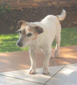 Sasha 20female 20jack 20Russell 20 3