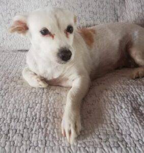 #039 ALREADY ADOPTED - KZN, Glenwood Durban >>> Adopt a dog Sophie female Jacktese 1 Adopt a dog, Sophie female Jacktese