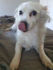 #039 ALREADY ADOPTED - KZN, Glenwood Durban >>> Adopt a dog Sophie female Jacktese 3 Adopt a dog Sophie female Jacktese