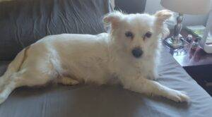 #039 ALREADY ADOPTED - KZN, Glenwood Durban >>> Adopt a dog Sophie female Jacktese 2 Adopt a dog Sophie female Jacktese