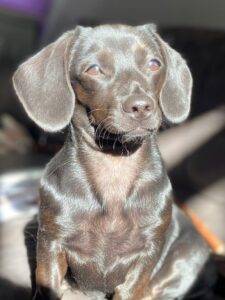 Daisy 20female 20Dachshund 20cross 20 1