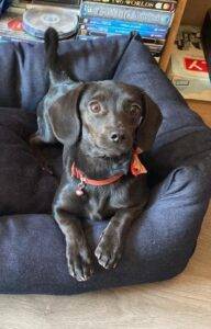 Daisy 20female 20Dachshund 20cross 20 3