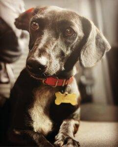 Dixie 20female 20Doxle 20 1