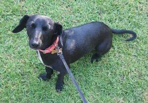 Dixie 20female 20Doxle 20 2