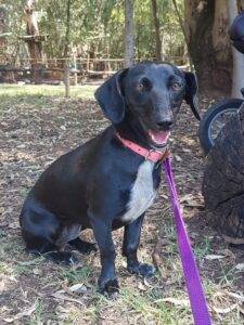 Dixie 20female 20Doxle 20 3