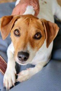 Adopt a dog, Max is a loving Jack Russel