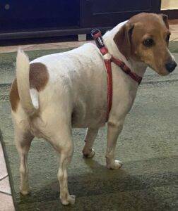 Jack Russell adopt a dog