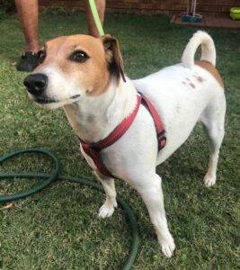 adopt a dog, Jack Russell