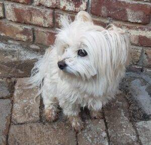 Adopt a dog, Maltese, 