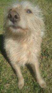 #048 ALREADY ADOPTED - Gauteng, Springs - Rolly male Yorkie cross 1 Rolly 20Yorkie 20mix 20 20 3