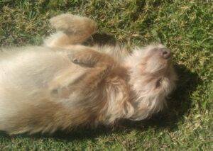 #048 ALREADY ADOPTED - Gauteng, Springs - Rolly male Yorkie cross 2 Rolly 20Yorkie 20mix 20 20 6