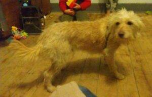 #048 ALREADY ADOPTED - Gauteng, Springs - Rolly male Yorkie cross 3 Rolly 20male 20Yorkie 20x 20breed 20 4