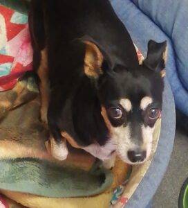 #047 ALREADY ADOPTED - Gauteng, Boksburg - Holly female Mini Pincher 1 WhatsApp 20Image 202023 06 06 20at 2011.09.17