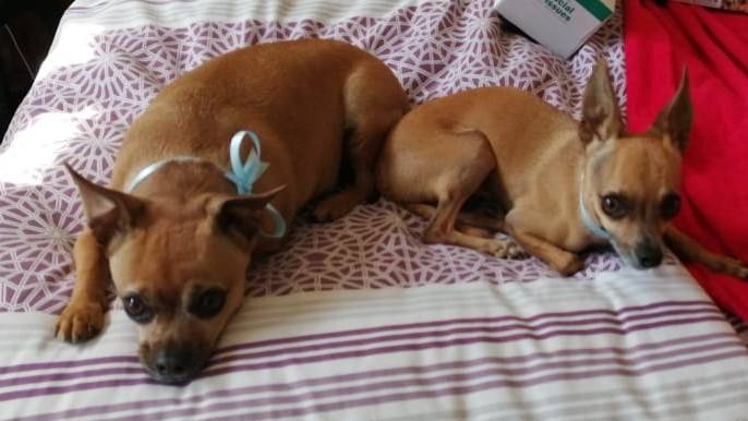 #050 ALREADY HOMED – GP, Adopt a dog Chippie & Lielie, Chipin brothers