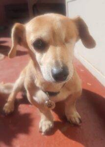 Sasha 20female 20Dachsund 20 2