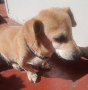 Sasha 20female 20Dachsund 20 3