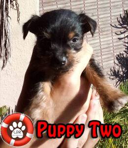 Female Jorkie Puppy No. Two Adopt a puppy. Jack Russell cross Yorkie