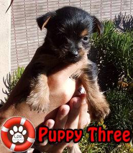 Female Jorkie Puppy No. Three