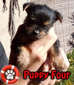 Female Jorkie Puppy No. Four, Adopt a puppy. Jack Russell cross Yorkie 