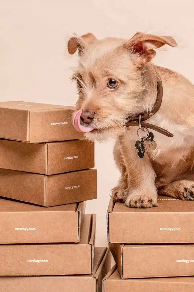 Rehome my dog. Sad dog sitting on a heap of boxes, waiting to be rehomed with a loving caring new family who will adopt him.
